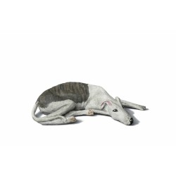 galgo blanco con manchas tumbado  GT24002