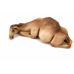 Dromedario sentado  DR20001